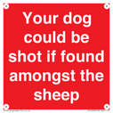 your-dog-could-be-shot-if-found-amongst-the-sheep~